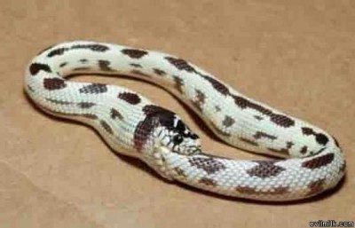 Stop_Eating_Yourself_Snake.jpg