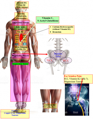Anatomy (by Strategic SS).png